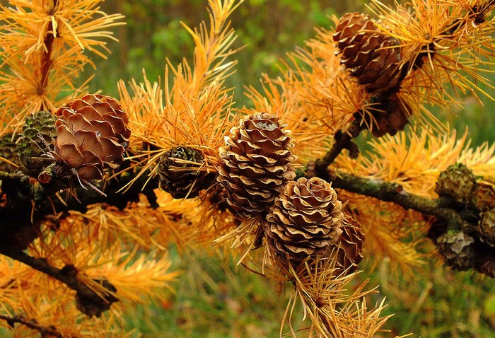 Pine cones on a branch with yellow needles