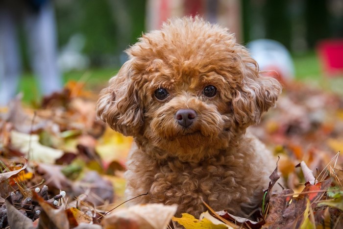 Brown Poodle Puppy in Autumn Leaves