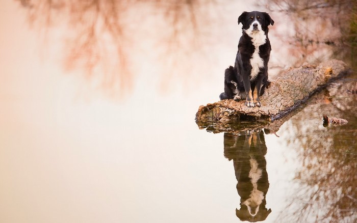 Black and white dog sitting on a log in water