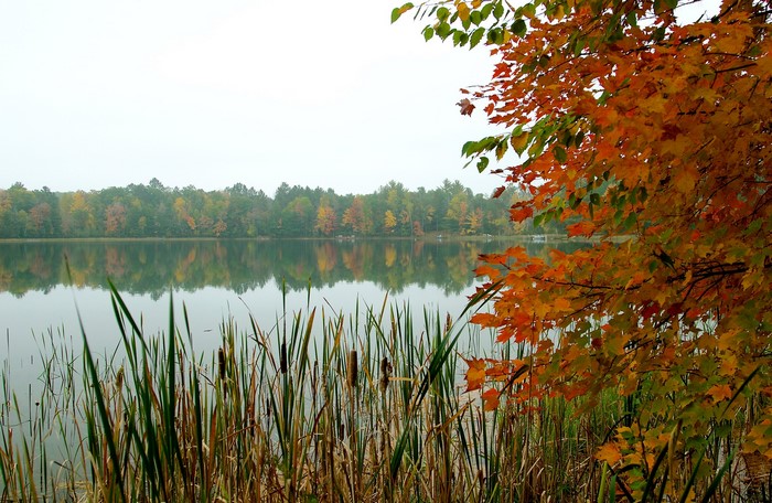 Autumn leaves by a lake with reeds