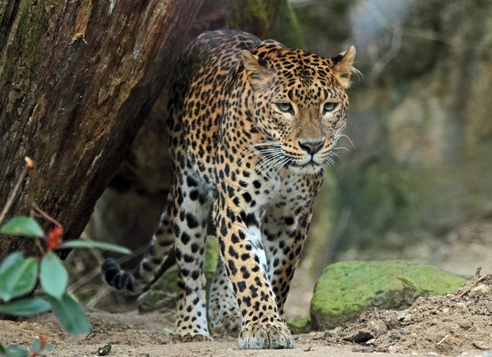 Leopard walking near a tree