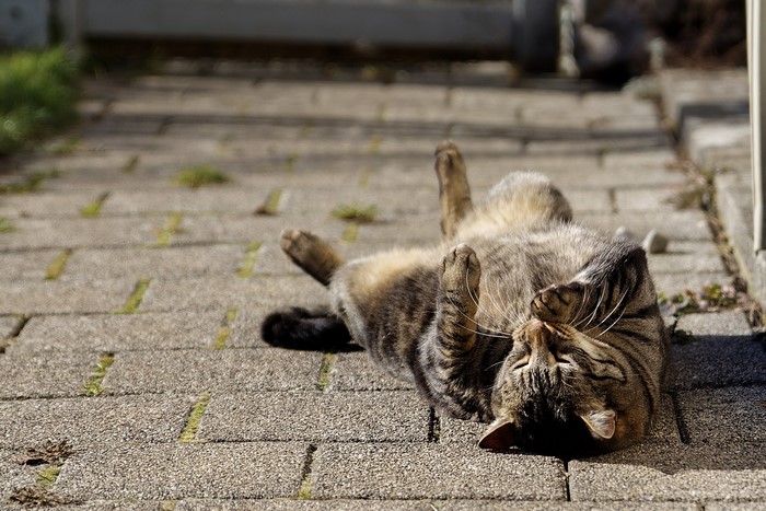 Tabby cat sleeping on pavement