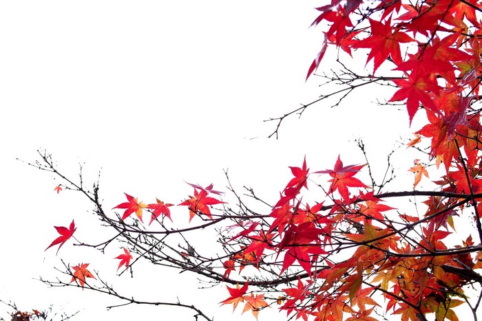 Red Maple Leaves on Branches in Autumn