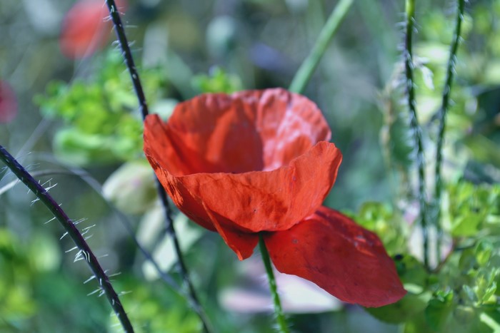 Red Poppy Flower Closeup