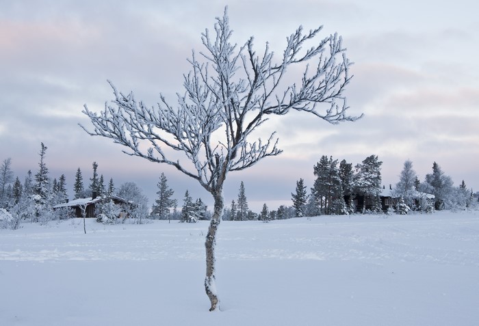 Winter landscape with frosted tree and cabins