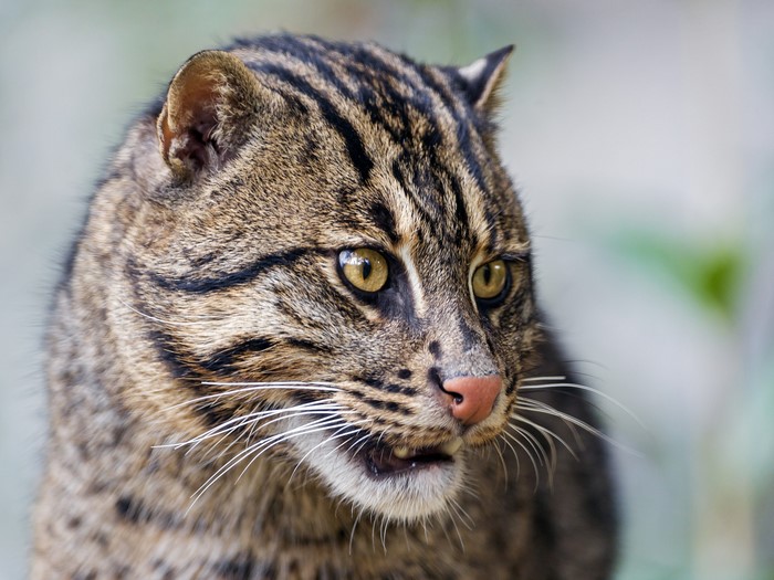 Fishing cat with striped fur and yellow eyes