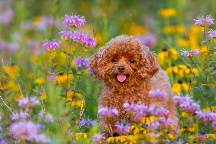 Brown poodle puppy in a field of flowers