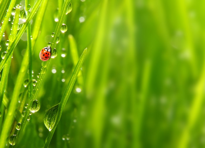 Ladybug on wet grass