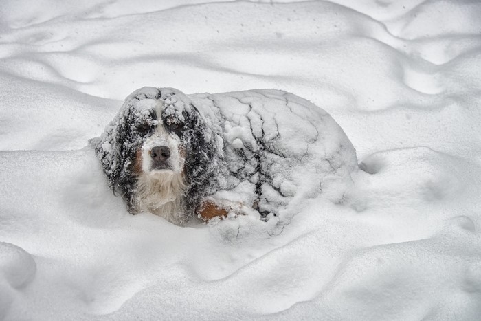 Dog covered in snow in winter