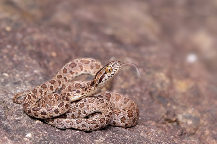 Snake with forked tongue on a rock