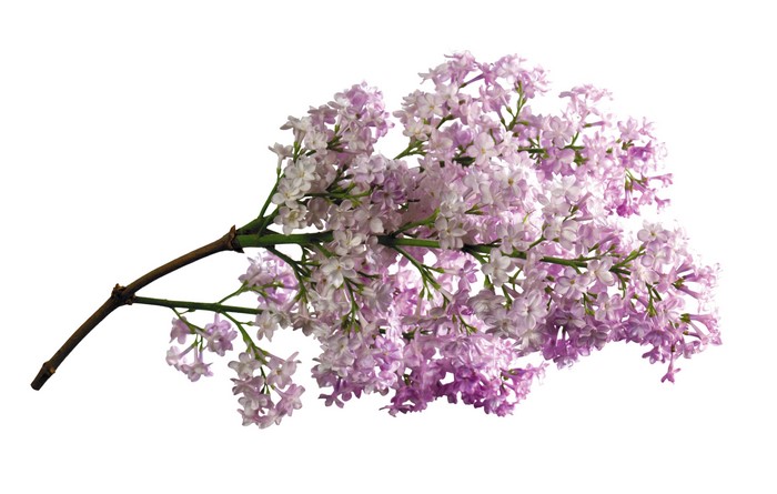 4K Lilac Branches Closeup