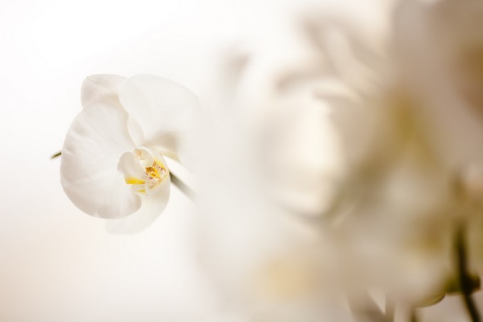 White Orchid flower closeup
