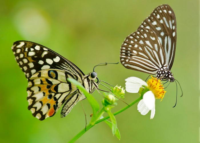 Two butterflies on a flower
