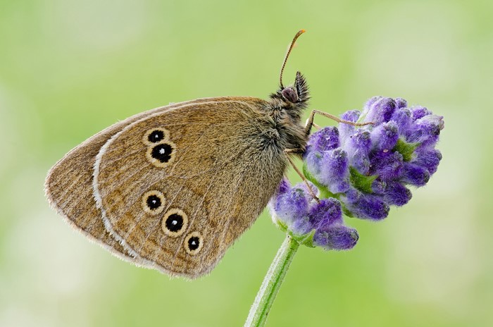 Brown butterfly on purple flower