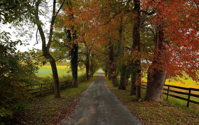 Autumn tree-lined gravel road with fields