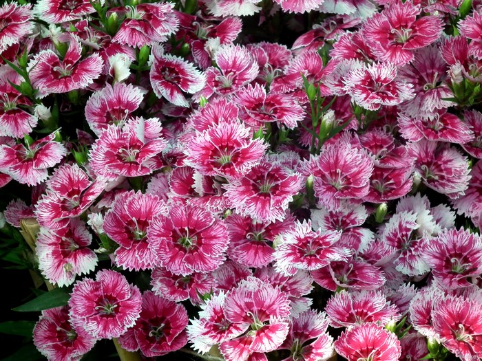 Pink and white dianthus flowers