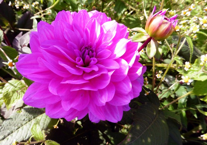 Pink Dahlia flower and bud