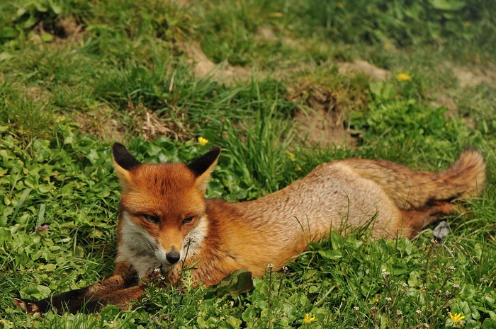 Red fox lying in green grass