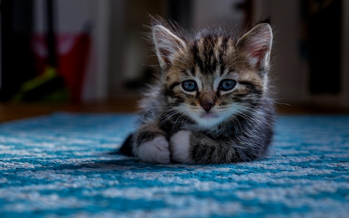 Kitten with blue eyes on a blue rug