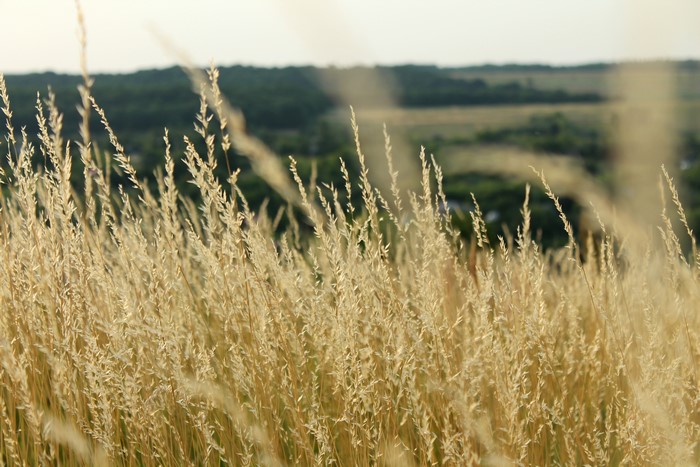 Field of dry grass with a forest in the background