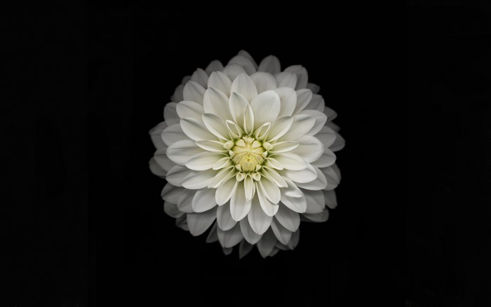 White Dahlia flower closeup
