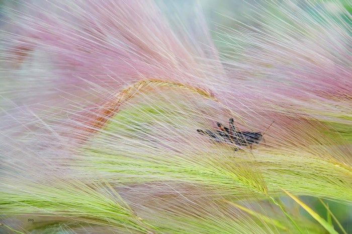 Grasshopper on pink and green grass