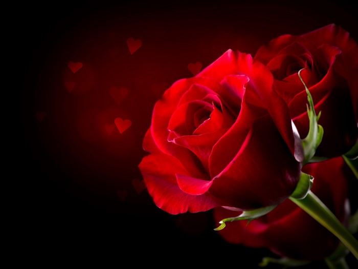 4K Red Roses Closeup