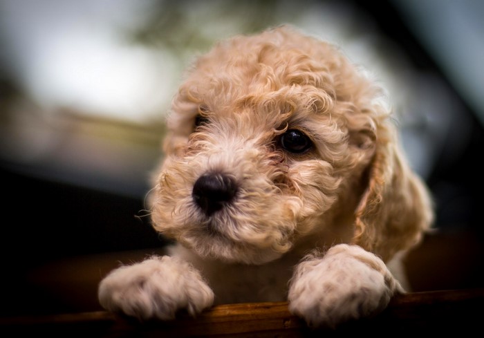 A fluffy poodle puppy peeking over a wooden surface