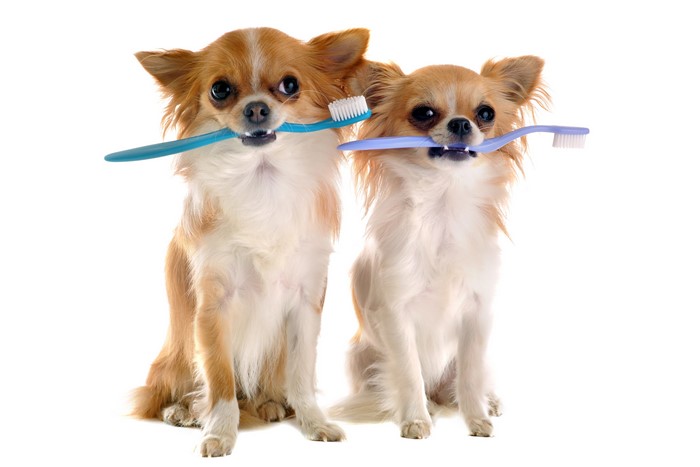 Two Chihuahuas holding toothbrushes