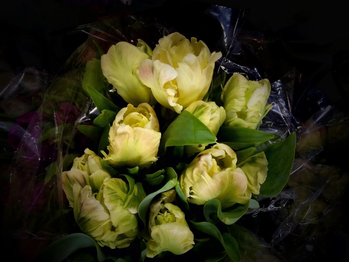 Bouquet of pale yellow parrot tulips
