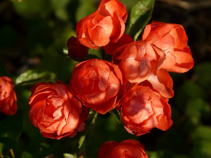 Close-up of orange roses