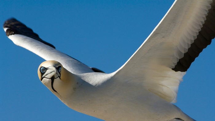 Gannet bird flying in the sky