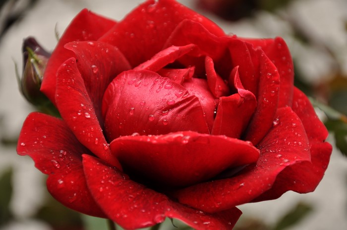 Red rose with water droplets