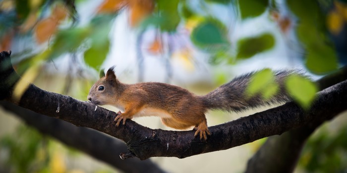 Squirrel on a branch