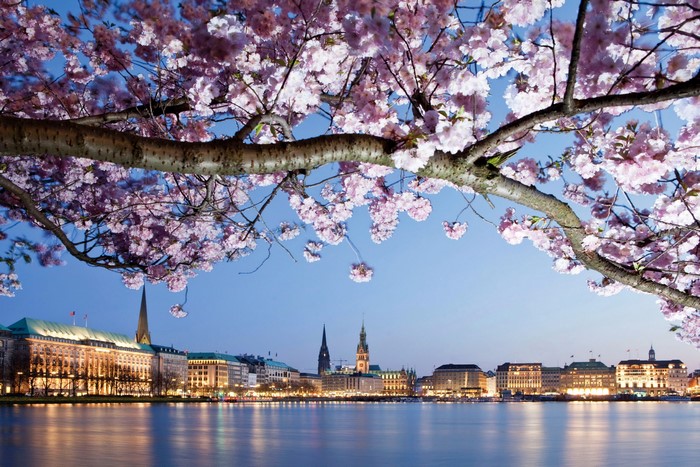 Hamburg skyline with cherry blossoms over water
