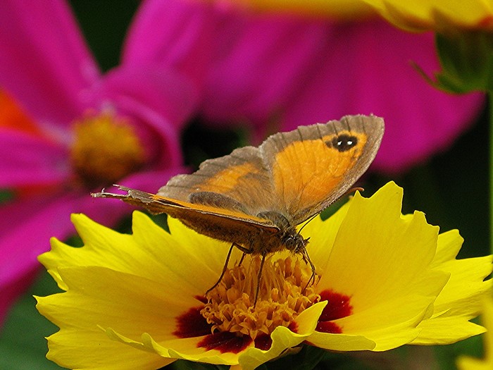 Butterfly on a yellow flower