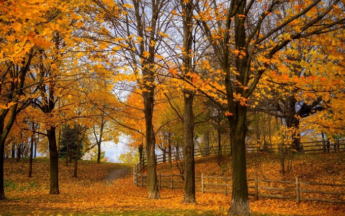 Autumn trees with fallen leaves and a wooden fence