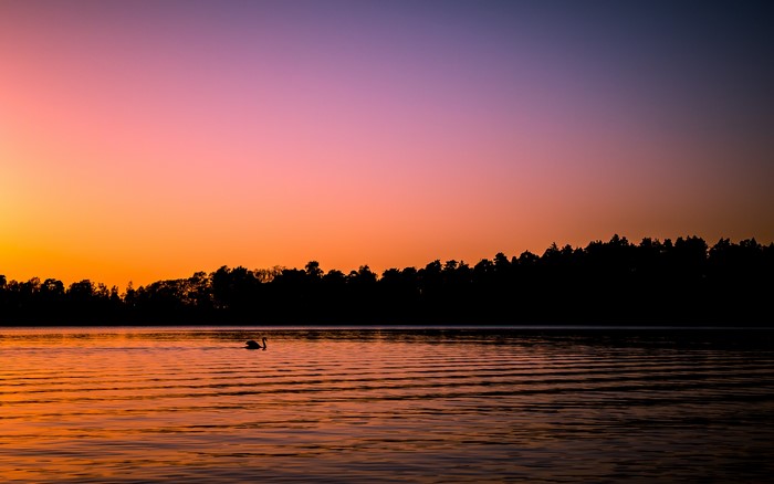 Swan on a lake at sunset in Helsinki, Finland