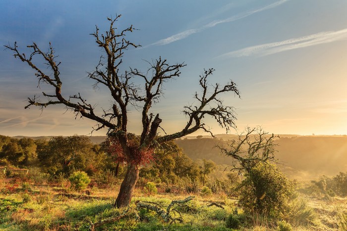 Bare tree in a sunlit meadow with rolling hills