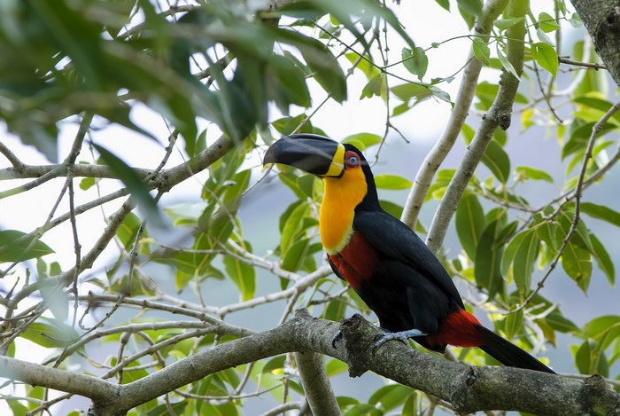 Toucan perched on a tree branch