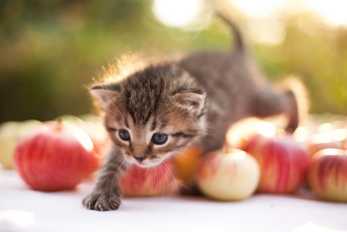 Kitten with Apples in Sunlight
