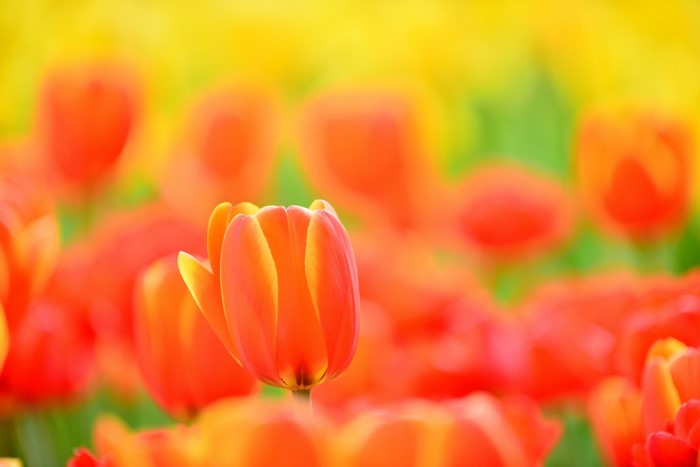 Orange Tulips in a Field