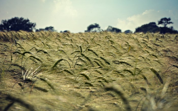 Field of wheat with trees in the background