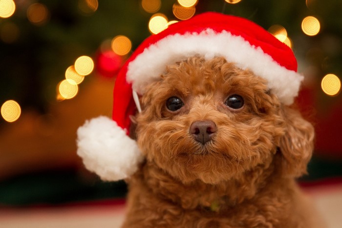 Brown Poodle puppy wearing a Santa hat