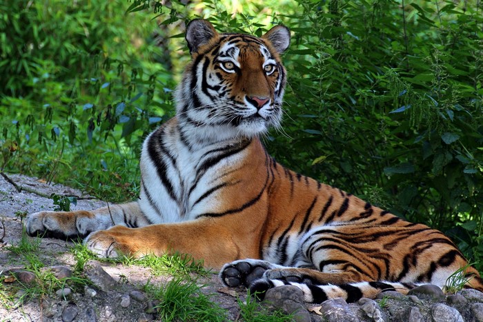 Tiger resting in a green forest