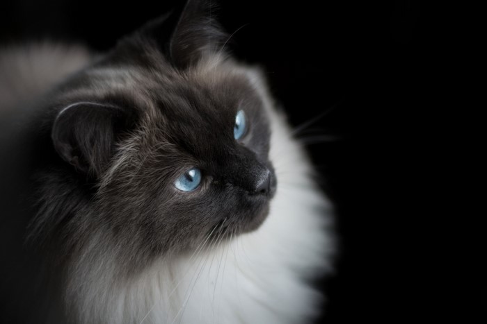 Fluffy cat with blue eyes looking to the side