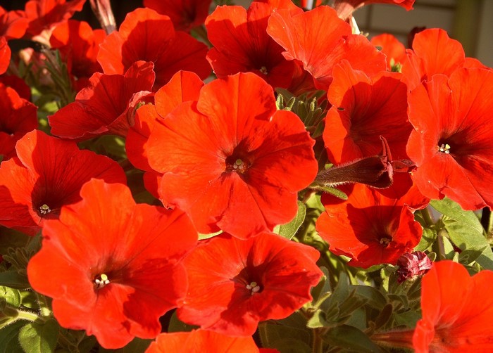 Close-up of vibrant red petunias