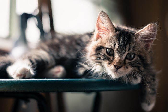 Kitten lying on a table