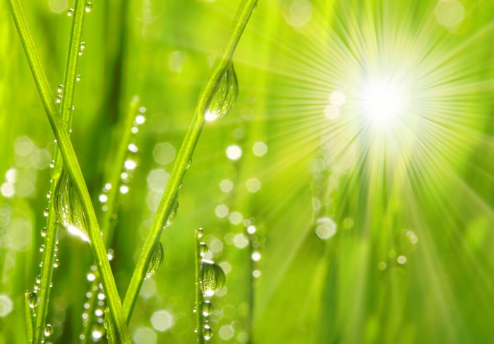 Dew drops on grass with sun rays