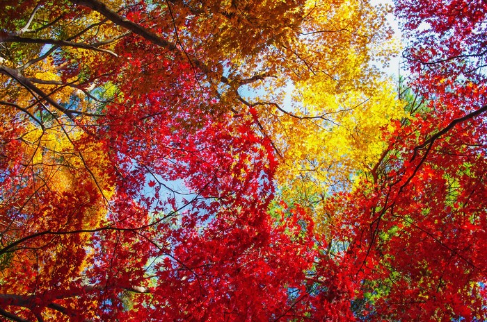 Autumn foliage of red and yellow trees